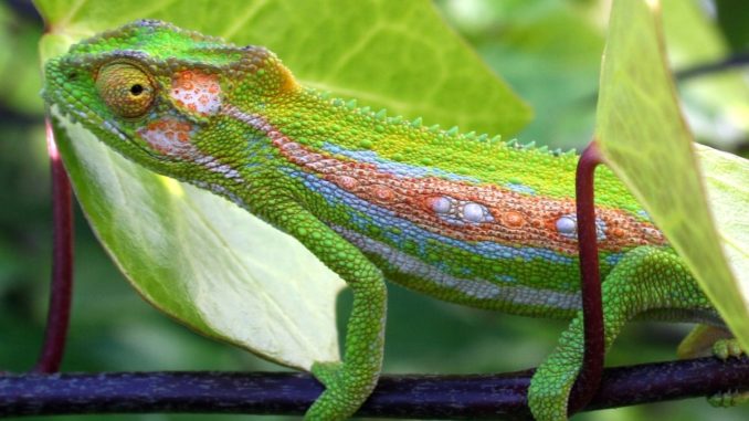 chameleon-garden-1386295-1279x851