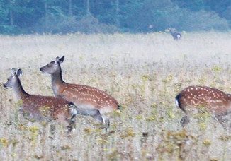 jagtudstyr