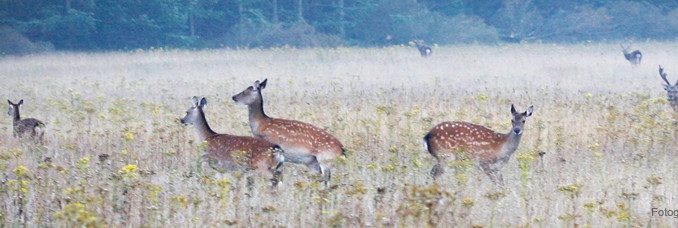 jagtudstyr